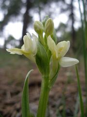 Dactylorhiza insularis
