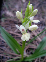 Dactylorhiza insularis