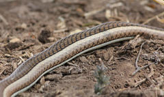 Psammophis subtaeniatus