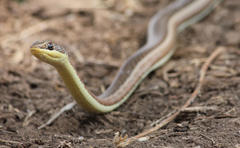 Psammophis subtaeniatus