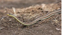 Psammophis subtaeniatus