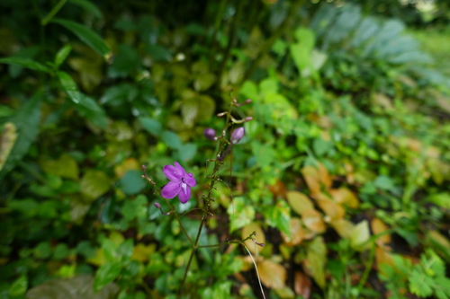 Pseuderanthemum alatum image