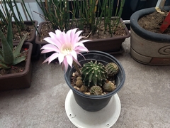 Echinocactus