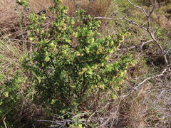 Hermannia hyssopifolia