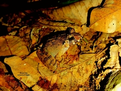 Limnonectes malesianus