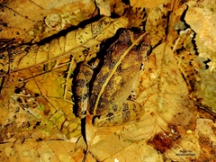 Limnonectes malesianus