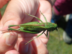 Decticus verrucivorus verrucivorus