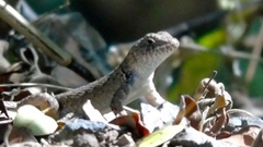 Sceloporus nelsoni