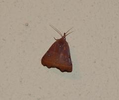 Hondryches phalaeniformis