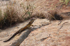 Pseudocordylus melanotus