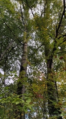 Populus × berolinensis