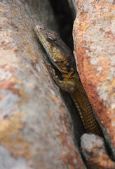 Pseudocordylus melanotus