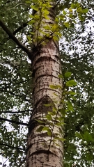 Populus × berolinensis