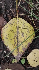 Populus × berolinensis