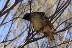 Chlamydera guttata
