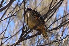 Chlamydera guttata