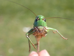 Decticus verrucivorus verrucivorus