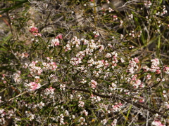 Micromyrtus ciliata