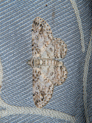 Ascotis reciprocaria