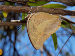 Charaxes macclounii