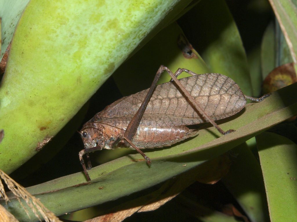 Noisy Brown Ground Bushcrickets