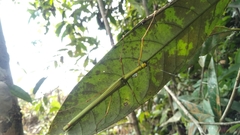 Marmessoidea rosea