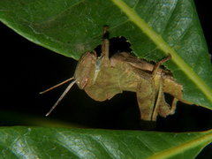 Abisares viridipennis