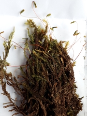 Breutelia pendula