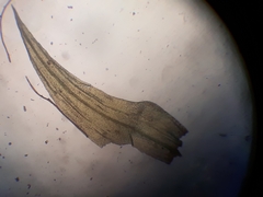 Breutelia pendula