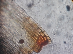 Breutelia pendula