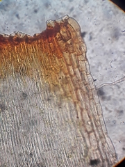 Breutelia pendula