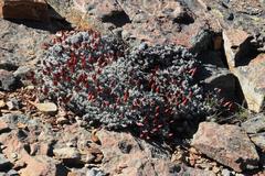 Syncarpha canescens tricolor