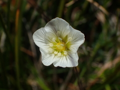 Cherleria capillacea