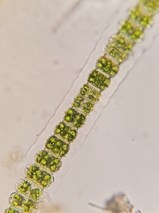 Desmidium