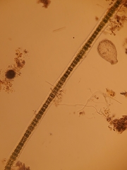 Desmidium