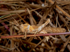 Abisares viridipennis