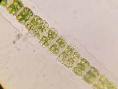Desmidium