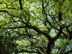 Brachystegia spiciformis