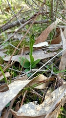 Pterostylis curta