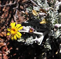 Senecio albifolius