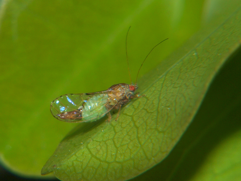 Ciriacremum bicaudatum