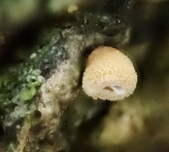 Cyphella ferruginea