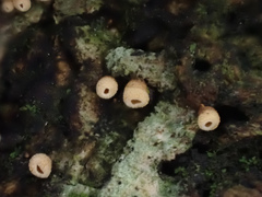 Cyphella ferruginea