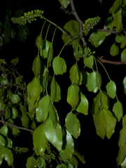 Brachystegia spiciformis