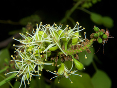 Brachystegia spiciformis