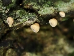 Cyphella ferruginea