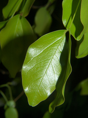 Brachystegia spiciformis