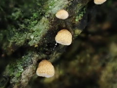 Cyphella ferruginea