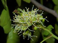 Brachystegia spiciformis