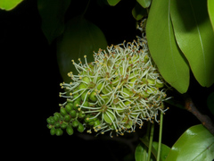 Brachystegia spiciformis